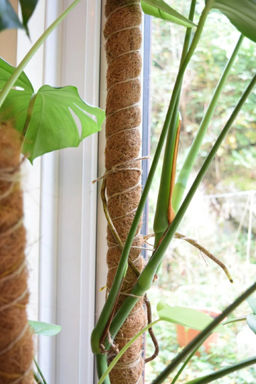 Extendable Moss Pole Coco Coir 60-80-110cm Aerial Root Plant Support For Monstera, Philodendron | Climbing