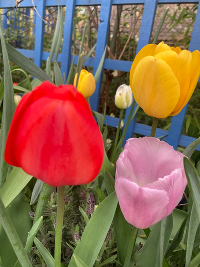 30 X Lovely Mixed Tulip Bulbs To Plant Yourself | Free UK Postage