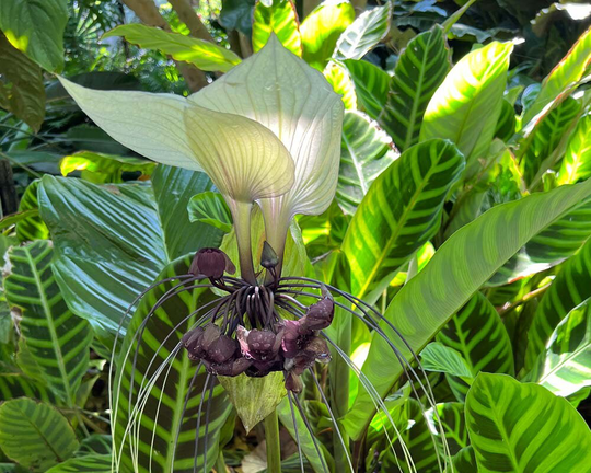 White Bat Lily Tacca Niveum 10 Rare Tropical Exotic Flowering Houseplant Seeds