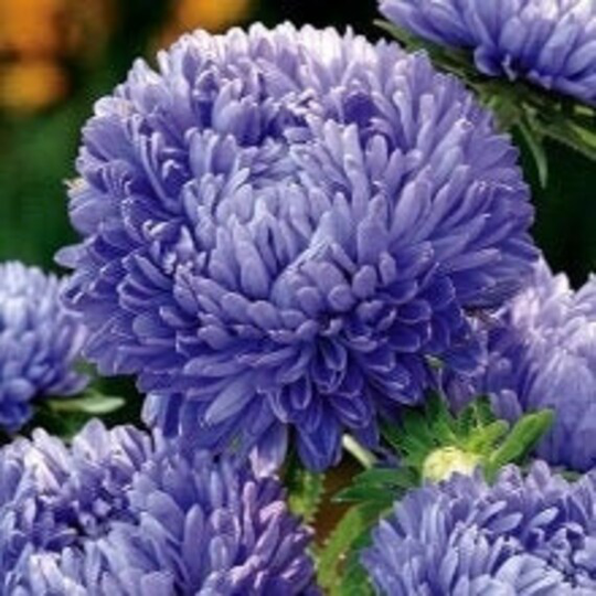 Aster Tall Princess Zefir 100 Seeds, Non Gmo, Fresh, Easy To Grow
