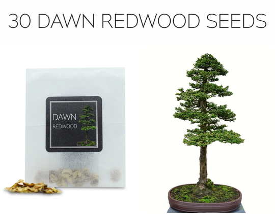 30 Dawn Redwood Seeds | Grow Your Own Bonsai Tree Metasequoia Glyptostroboides Growing Guide Perfect For Beginners & Enthusiast