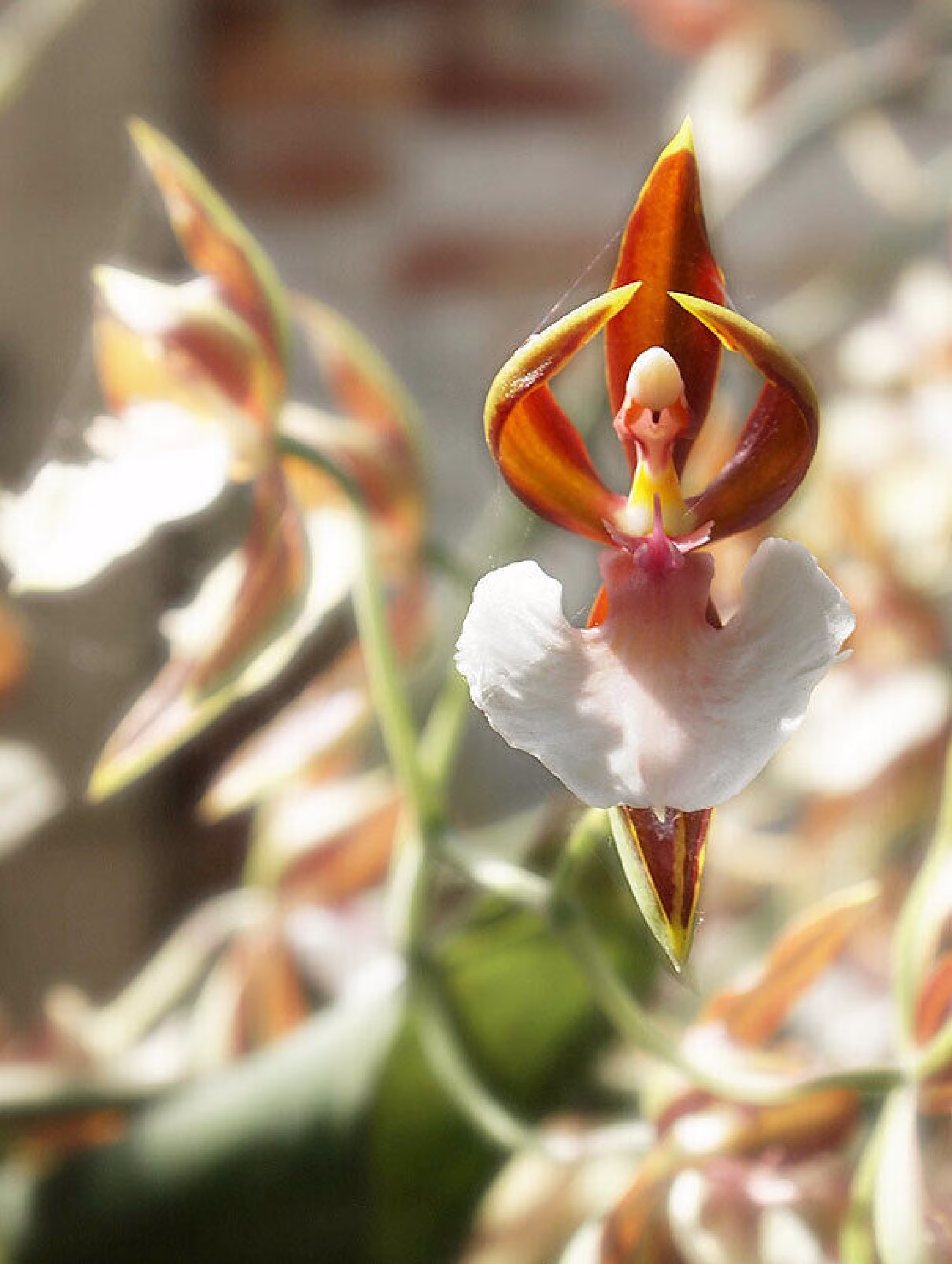 50Pcs Orchid That Looks Like A Ballerina Flower Seeds Rare Flower Seeds | Code 55