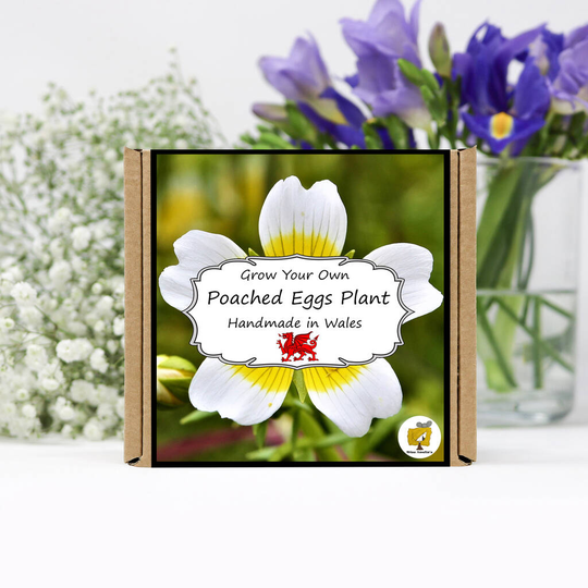 Grow Your Own Poached Egg Flowers Kit