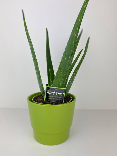 Aloe Vera Plant in Lime Green Pot Gift