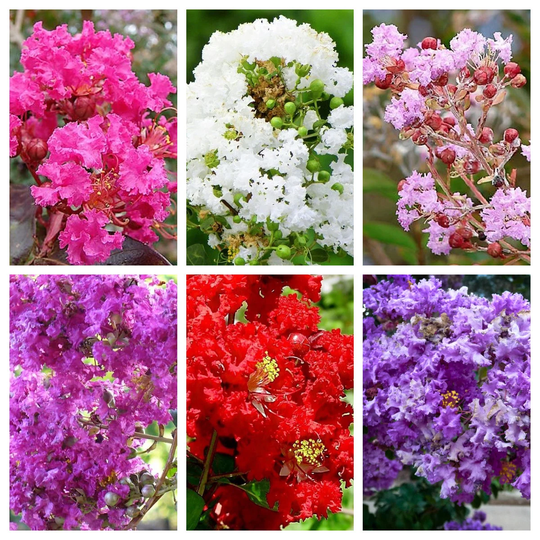1000 Bulk Crepe Myrtle Mixed Colors Lagerstroemia Indica Mix Tree Shrub Flower Seeds - Red, Purple, Light Pink, Dark White, & Lilac