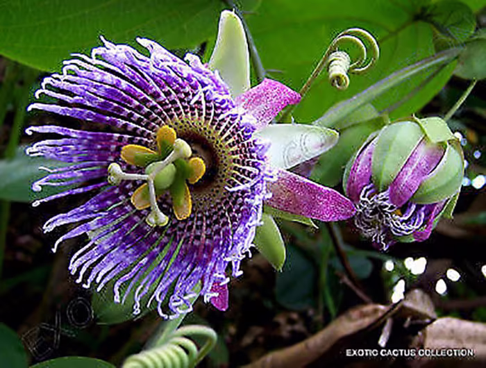 Passiflora Ligularis 40 Seeds Sweet Passion Fruit - Granadilla Maracuja