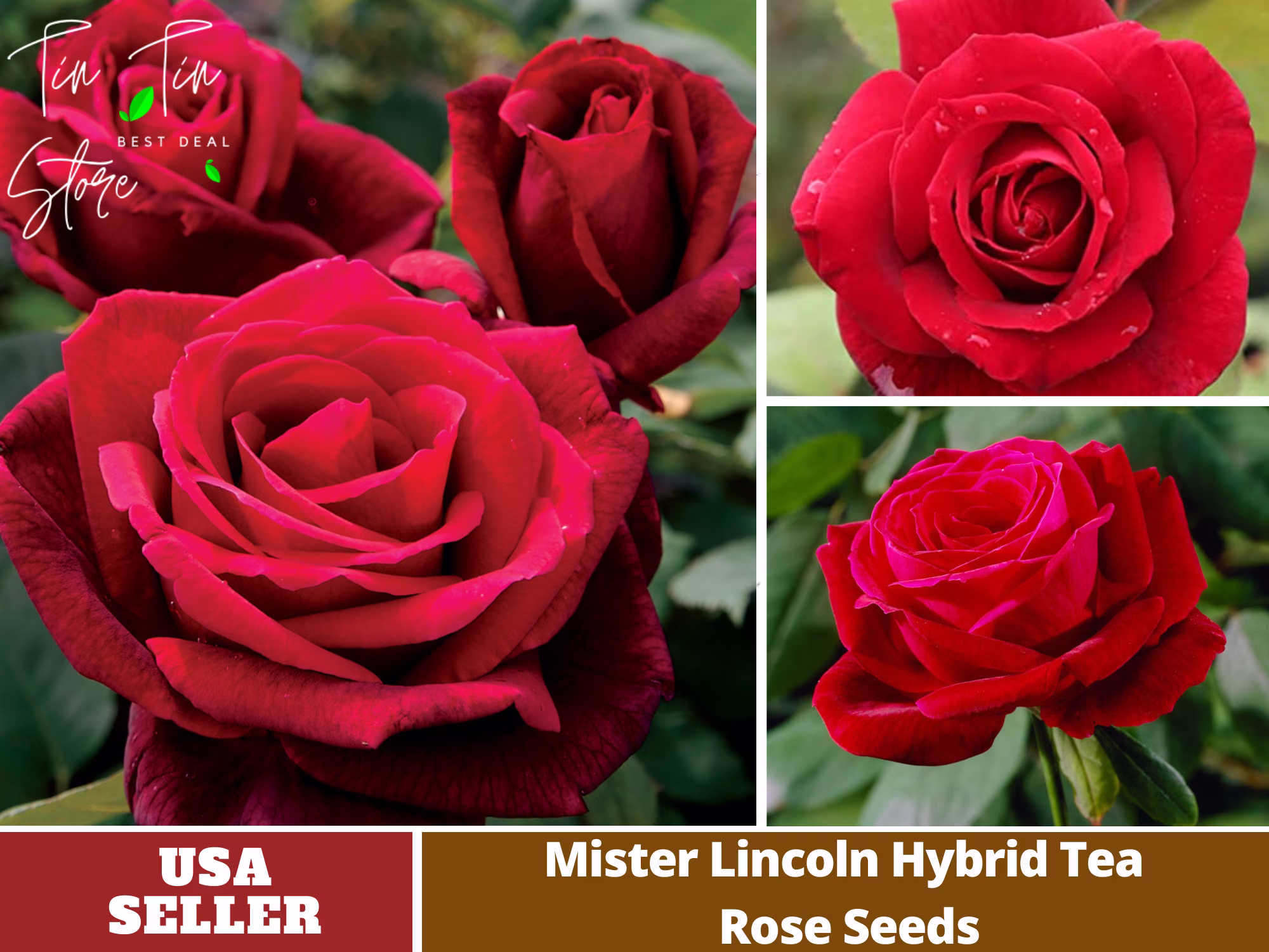 30 Rare Seeds-Mr. Lincoln Rose Seeds Perennial -Authentic Seeds-Flowers -Organic. Non Gmo -Vegetable Seeds-Mix Seeds For Plant-B3G1# 1055