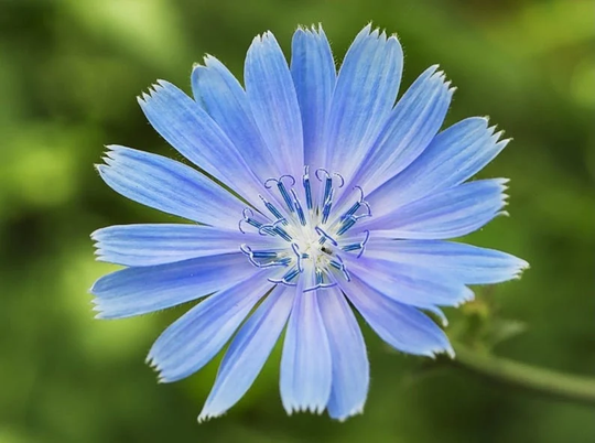 200+ Chicory Seeds, Herb & Flower Non Gmo