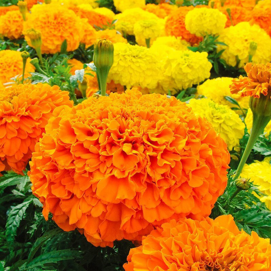 Flower Seeds Marigold Sugar Mixture