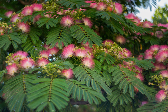 30 New Mimosa Silk Tree Seeds, Albizia Julibrissin, Very Showy & Attractive Flowering