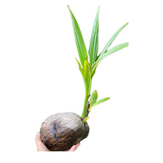 Coconut Tree Sprout | Tropical Palm Fruit Exotic Fresh Organic