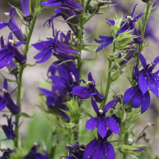 Lobelia Seeds 50 Pelleted Starship Blue