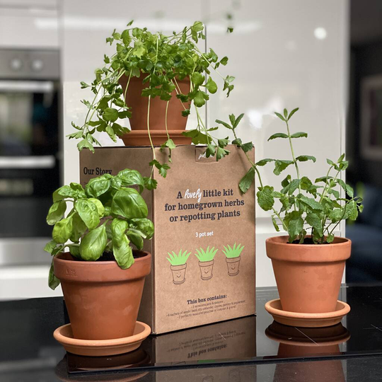 Grow Your Own Herbs 'Terracotta Herbs Kit'