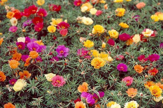 Large-Flowered Moss Rose Mixed Color 300 Seeds, Non Gmo, Fresh, Easy To Grow