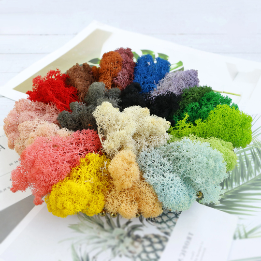 Preserved Moss, All Colors Reindeer Moss For Fairy Gardens, Zen Terrariums Diy Crafts Or Floral Project Other Art Decoratiom