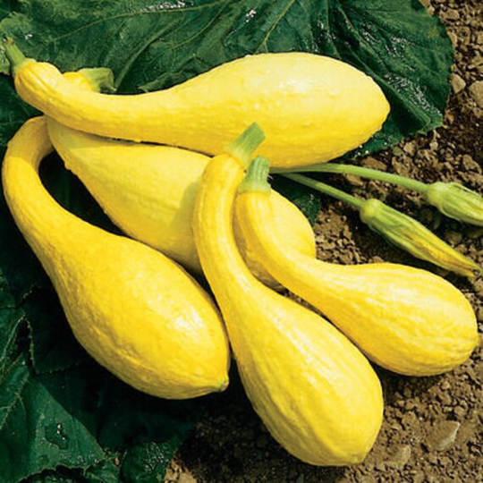 Organic Crookneck Squash Seeds, Early Summer Squash, Mild & Sweet Yellow Vegetable Garden Seeds