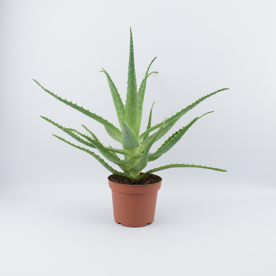 Aloe Arborescens 12cm Pot