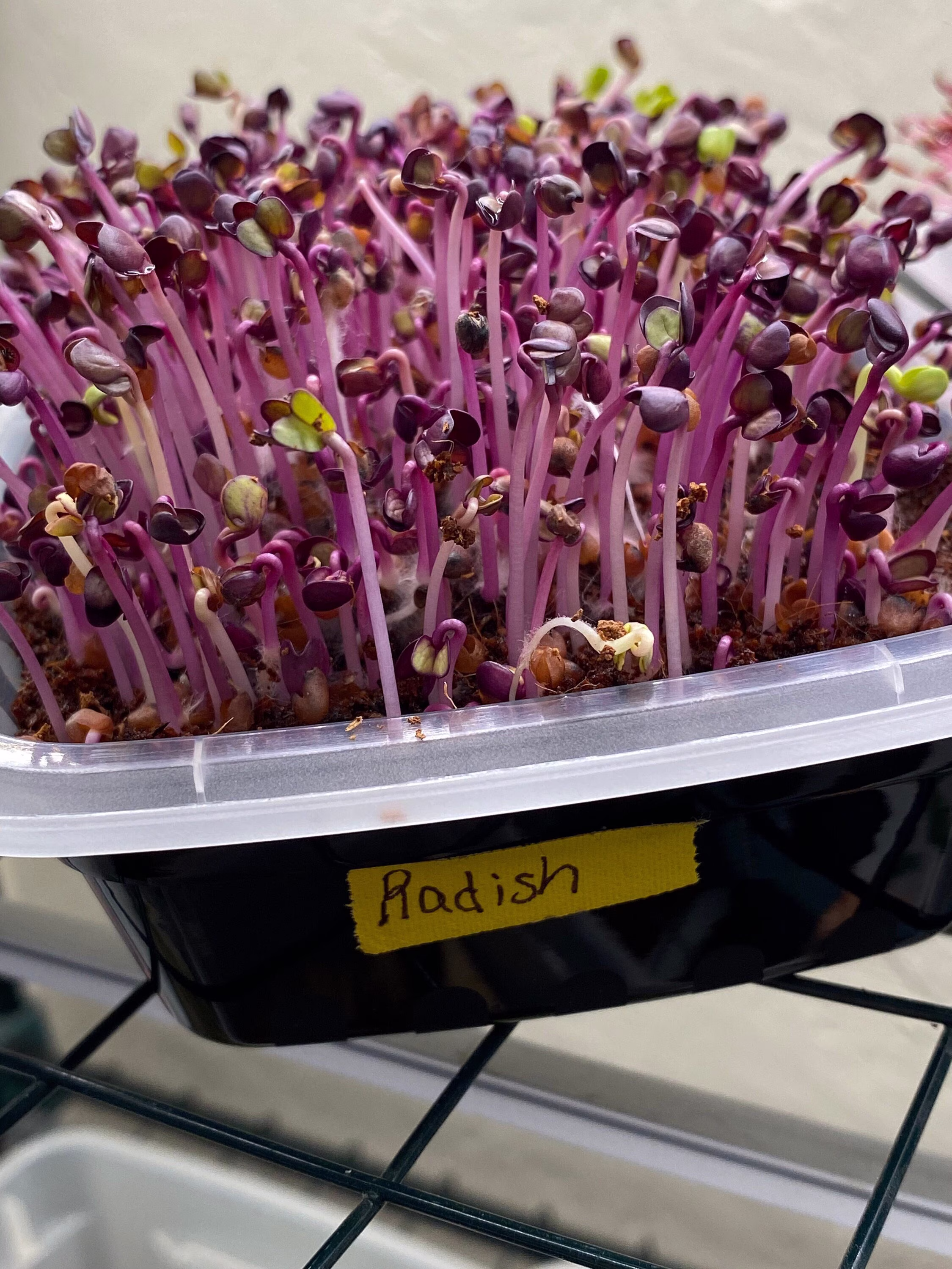 Rambo Purple Radish Microgreen Grow Kit With Self Watering Container/ Window Planter/ Indoor Garden Vegetable Seeds/ Small Planter