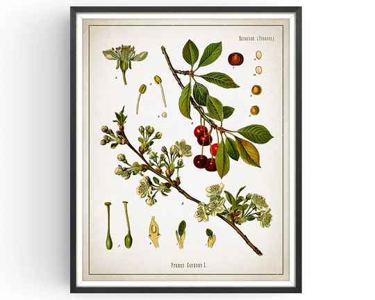 Cherry - Botanical Print Vintage Kitchen Art Medicinal Plant Botany Decor Unframed