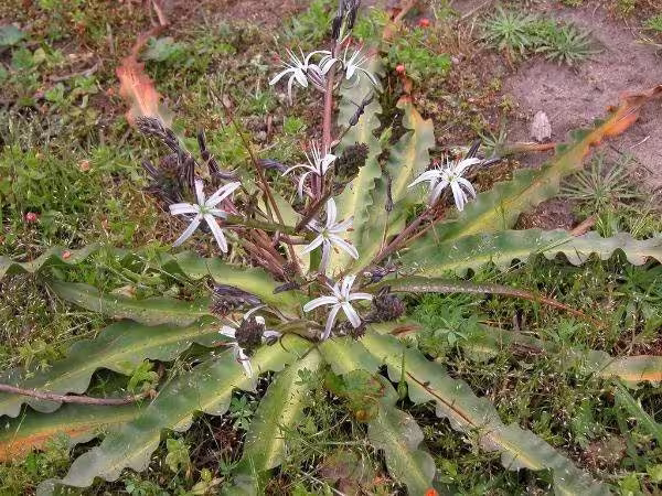 Chlorogalum Pomeridianum | Wavyleaf Soap Plant Amole Lily 5 Seeds