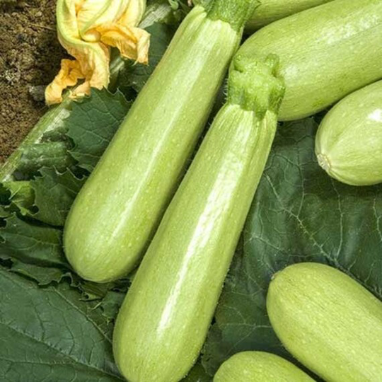 Zucchini Seeds Haydamak