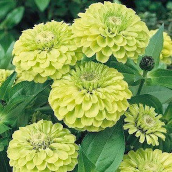 Zinnia Envy Flower - 1G/30 Seeds Elegans Non Gmo