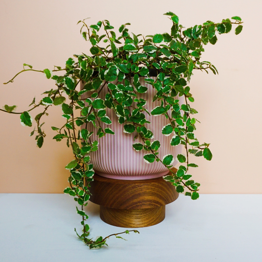 Small Timber Pot Plant Stand
