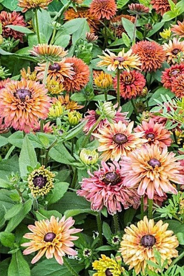 Seeds - Caramel Mix Rudbeckia Black Eyed Susan
