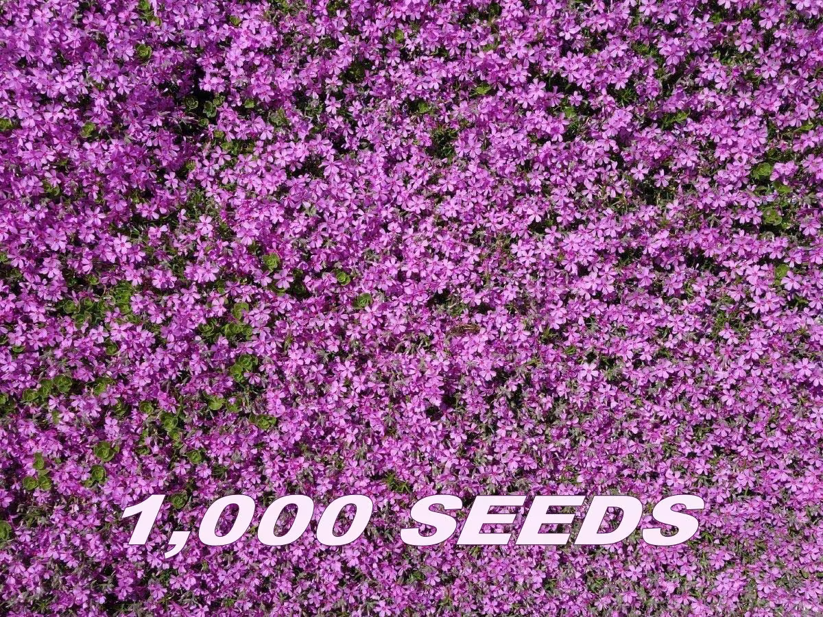 1000 Fresh Seeds - Herb Thyme Purple Creeping, Thymus Serpyllum Ground Cover