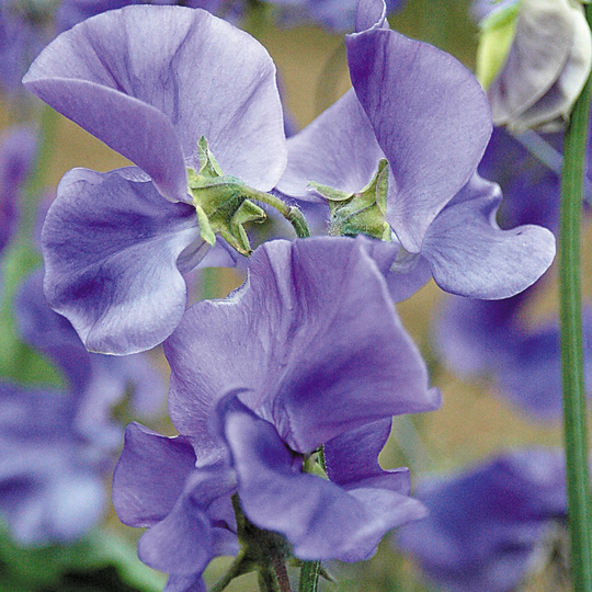 Sweet Pea Linda C 15 Seeds, Lavender Blue Fragrant Sweet Pea Tall Type