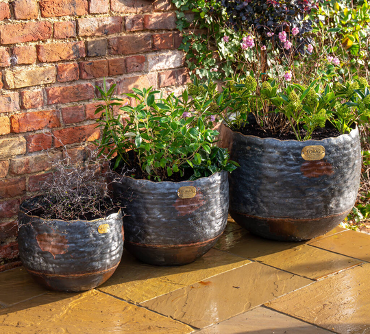 Copper Beech Planter