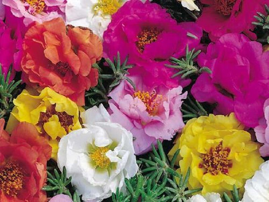 Portulaca Seeds Double Mix 500 Thru 2, 000 Perennial