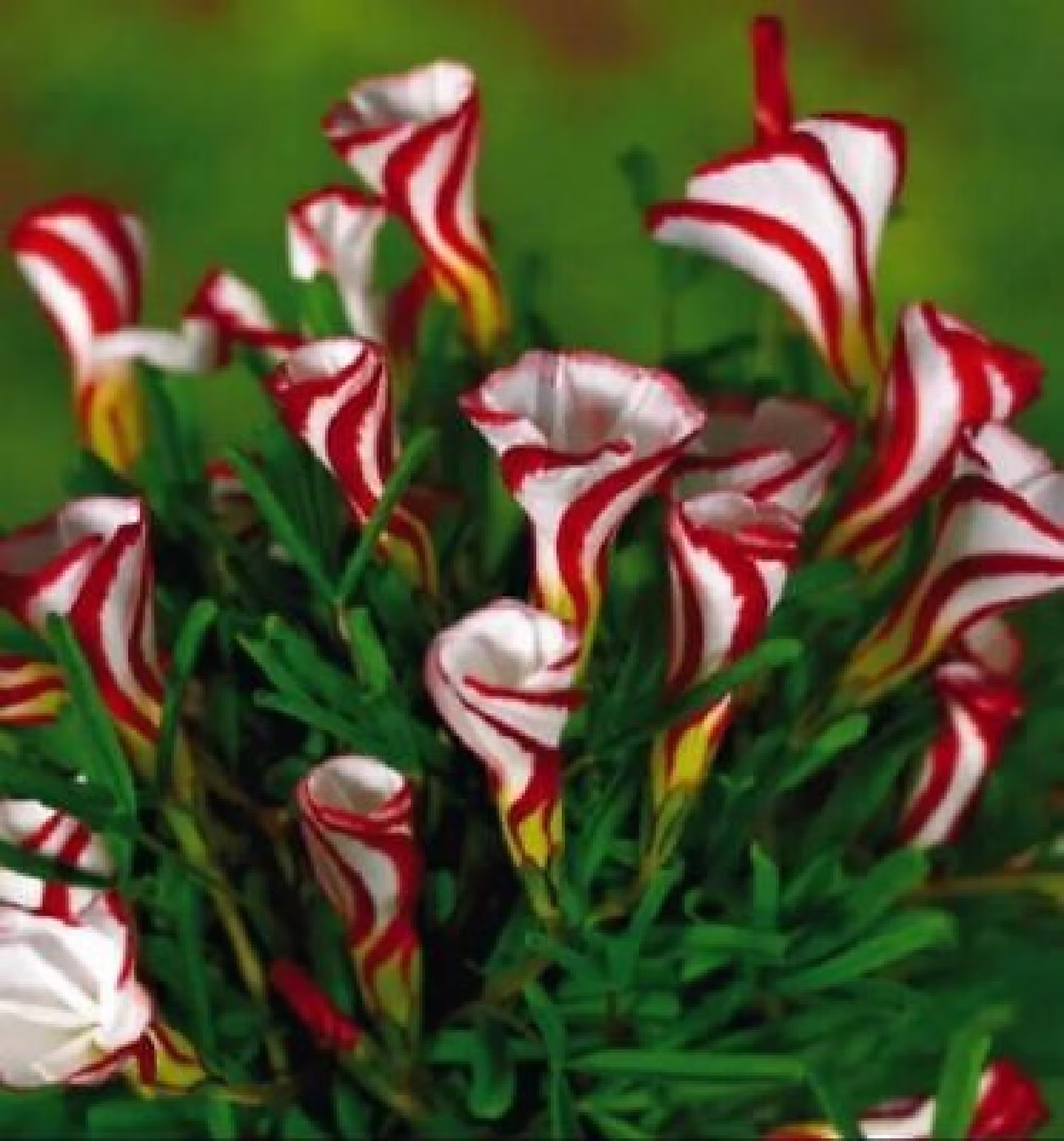 Oxalis Versicolor Flowers 50Pcs Seed Beautiful Flowering Plants | Code 71