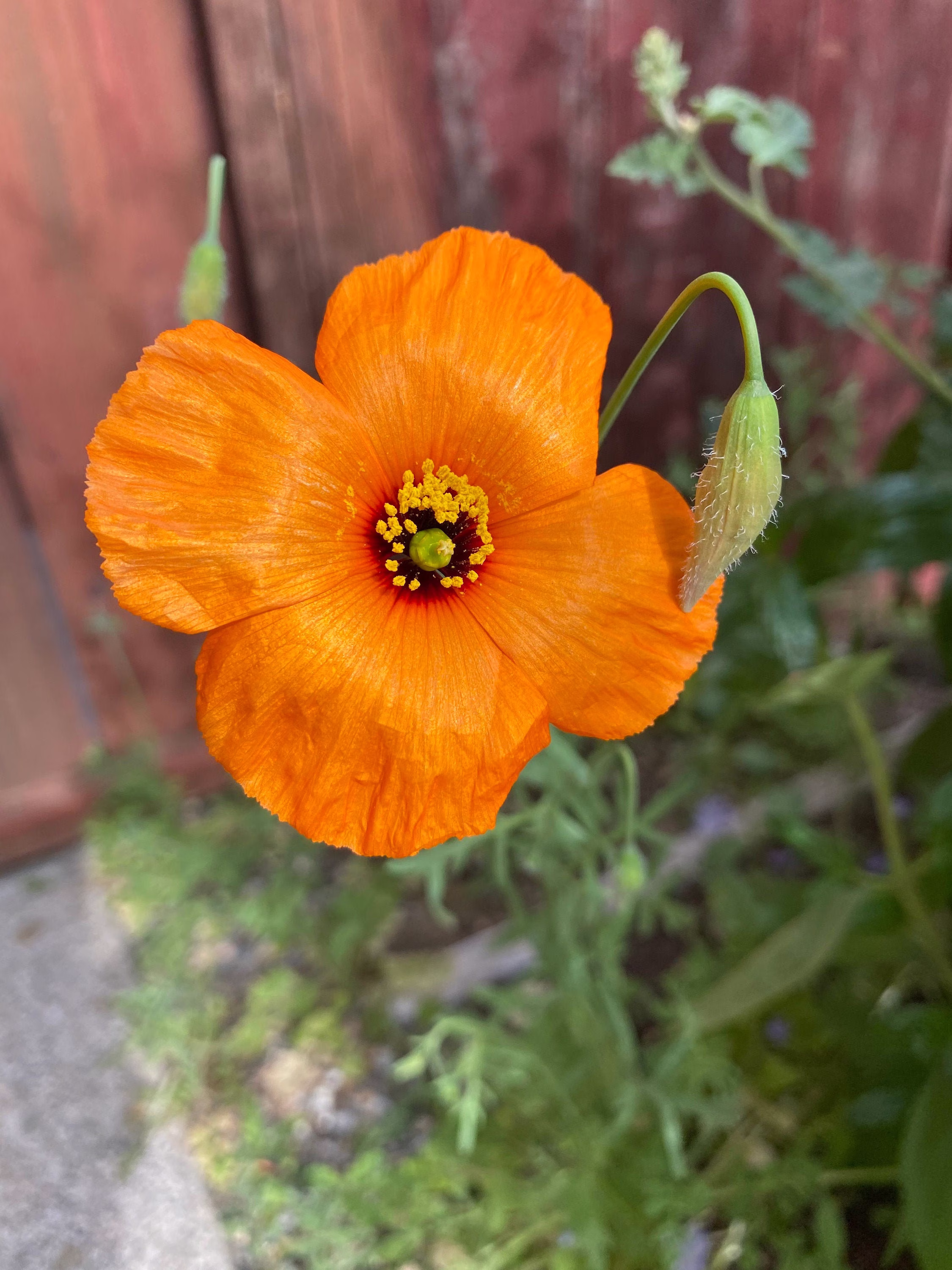 Wind Poppy - Papaver Heterophyllum Seeds
