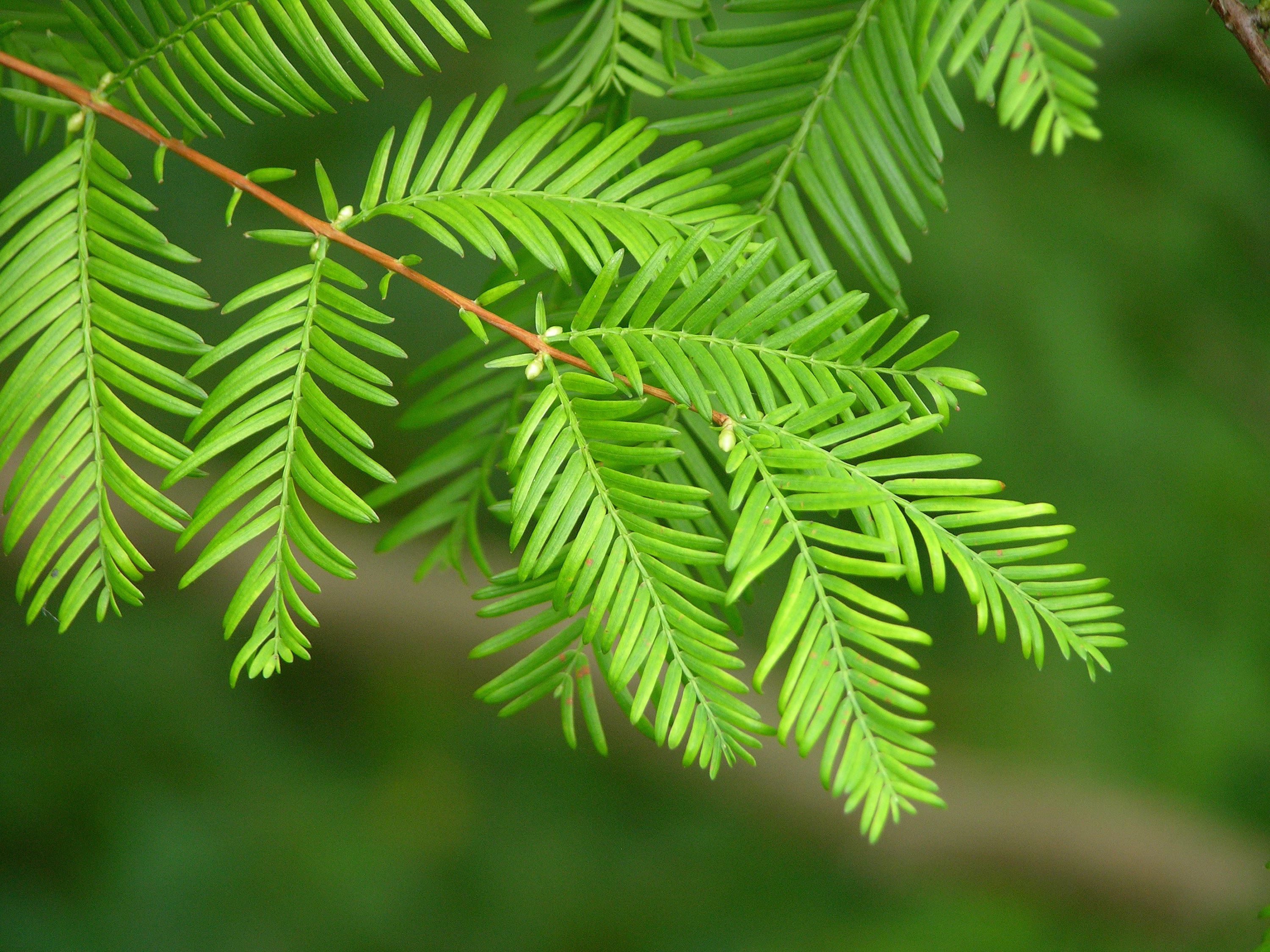 200 Metasequoia Glyptostroboides Seeds, Glyptostroboides, Dawn Redwood Seeds