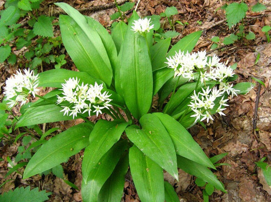 Organic Herb Seeds Ramsons Onions Bear Wild Garlic Leek Cheremsha Allium Ursinum