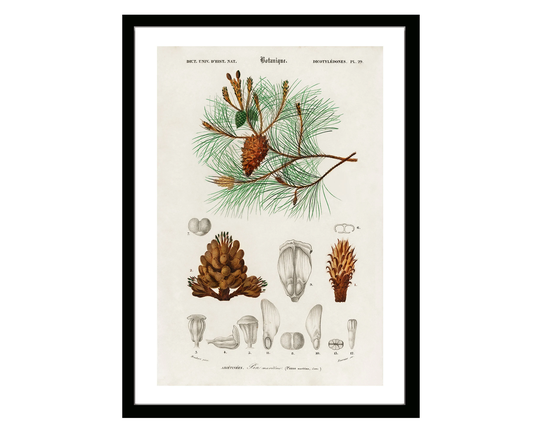 Martime Pine Vintage Botanical Poster Print Of Retro Herbs Plants & Trees Illustration Kitchen Art Decor. Giclee Set