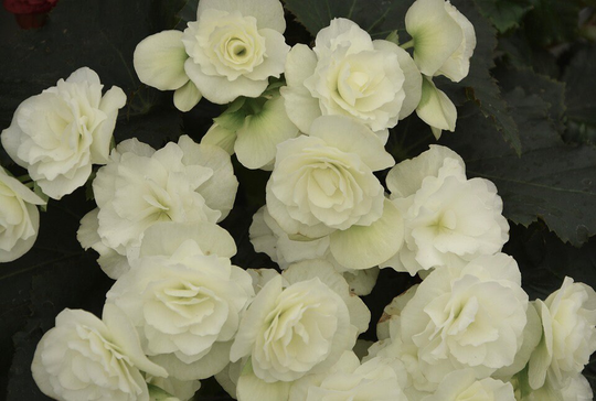 Begonia F1 Nonstop White, Approx. 10 Seeds | Pellets