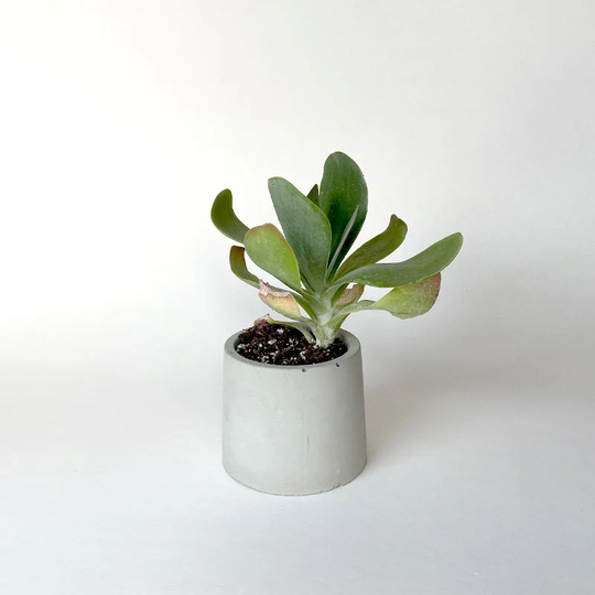 Small Circle Concrete Planter