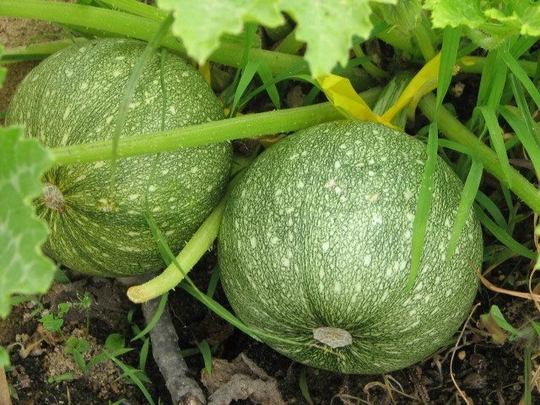Summer Round Zucchini 25+ Seeds