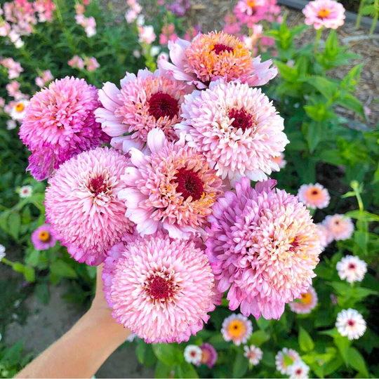 Zinnia Zinderella Lilac - 10 Seeds