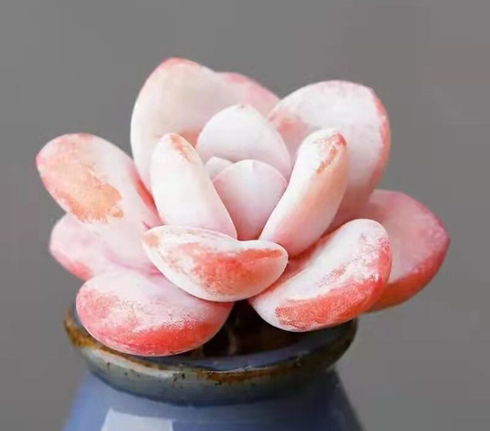 Seeds - Rare Echeveria Laui | 10 Seeds/Rare Succulents Exotic