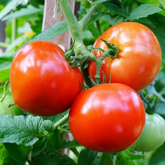 Vegetable Seeds, Tomato - Alicante, 200 Seeds Minimum Per Packet.