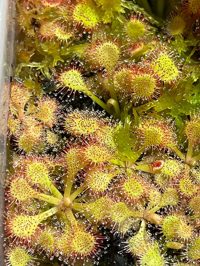 30+ Sundew Drosera Capillaris Teardrop Seeds Mix - Fresh Harvest 2021 | Open Pollinated Carnivorous Plants Per Pack
