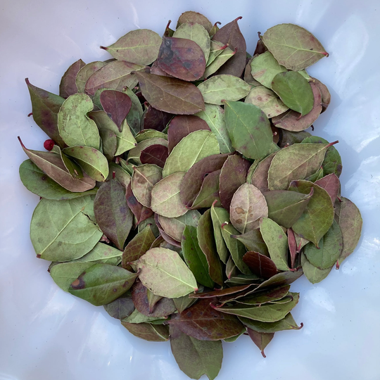 Teaberry Leaves Dried Wild Harvested & Sustainably Picked By Hand
