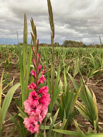 Pink Gladiolus Nanus | Corms Gladioli To Grow Yourself | Free UK Postage