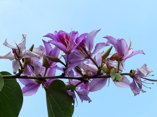 Bauhinia Variegata X10 Seeds Beautiful Fragrant, Pink Orchid-Like Flowers
