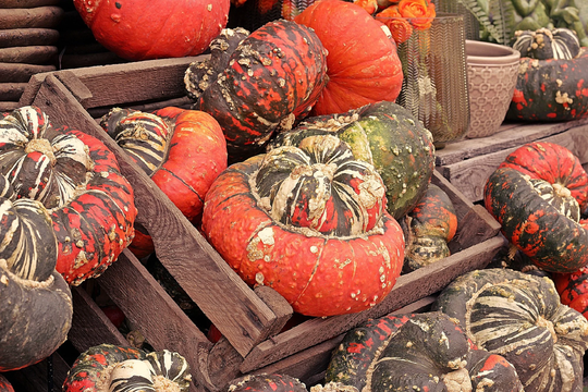 Batch Of 25 Pumpkin-Giraumon Seeds