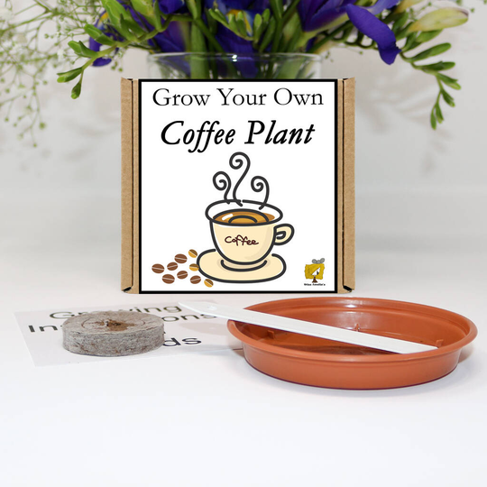 Grow Your Own Coffee Plant. Garden Gifts