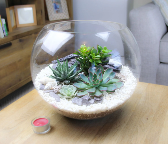 Extra Large Glass Globe Terrarium Kit | Huge 30cm Diameter Featuring 4 Living Succulent Plants & Decorative Pebbles Home Decor